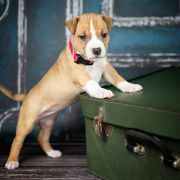 JUNIPER BERRY American Heart vel. Aldonka