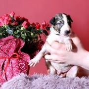 NOBLE NESTOR Impuls i Splendor