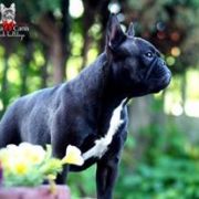 Tekila Carthago Grandis