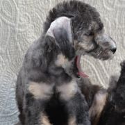 A Flame Of Anor Mithrin Sul