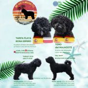 A - Me Gusta Mucho FCI