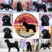 A - Me Gusta Mucho FCI