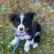 A' MILKY WAY Borderowe Roztocze