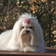 A Special Wish by Yorkville