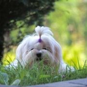 A Special Wish by Yorkville 2