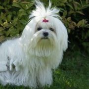 A Special Wish by Yorkville 3