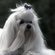 A Special Wish by Yorkville 4