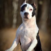 A STAR IS BORN No Doubt Team