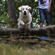 Ch.Pl Amberlie Angelonato