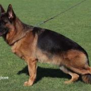 Розплідник