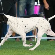 MISTRAL All Irish Gold