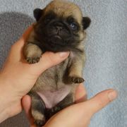 YUKIKO Czar Olbrzyma