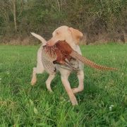 Thor de la Vallée d'Ustou