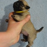 YUKIKO Czar Olbrzyma