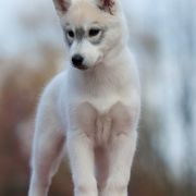 FIRE IN PAWS OF SIBERIAN LADY