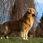CH.BY,CH.RU, Ch.PL GOLDENS DE GAULES BRASIL
