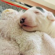 FALL IN LOVE CHARLIE Gemma Gemmarum FCI