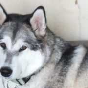 Astra Klan |Zev Inuituv