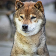 Ryo Kurokiba No Miyajima
