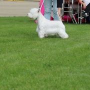  OVER THE MOON Vixan MŁCHPL, CHPL