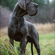 SUN SHINE Margarejro FCI