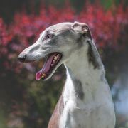 OSTROMIR IMPULS I SPLENDOR Arcturus