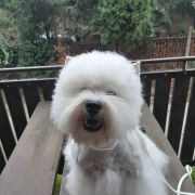 PRINCESSA Złote Aniołki