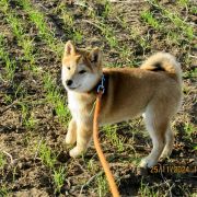 B.2 - Beauty Shibas