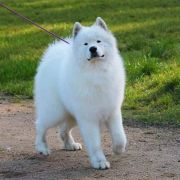 BORN TO WIN IZ MOSKOVSKAY METALY 