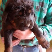 Szczeniaki Mastifa Tybetańskiego