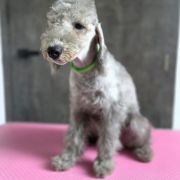KIRA Cotton Monkey FCI