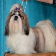 SAFFRON SHERHY PATRI Z KOJCA COLI