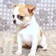 Bee’s Knees Emerald In Gold