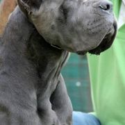 Burlesque dell'Antiqua Apulia