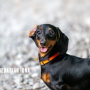 Shedarian Iona