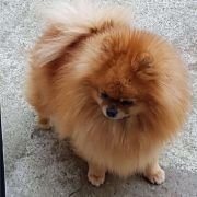 Immarka Paci Bobrolandia 