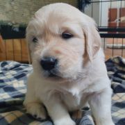 DON VITO GRIGIO Aurum von Pless