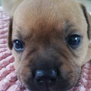 BACARDI Horseradish Gang Staff