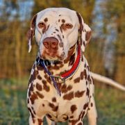 Eliot s Nevskih Ostrovov