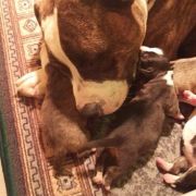 Autumn litter D' 2020