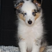 Shetland Sheepdog