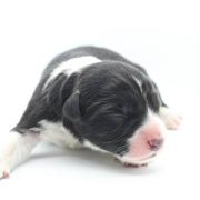 ABRAKADABRA Natalaland