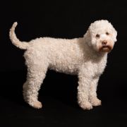 CREMA Paradise Concept (FCI)