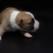 CORYDALIS LUTEA American Heart