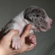 SOKRATES Czar Olbrzyma 