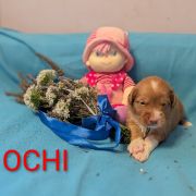 OCHI Shaggy Fluff FCI