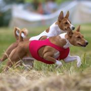 Bahaticca`s EVER FELICITY