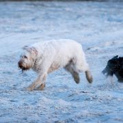 Yuna von der Bayrischen Au