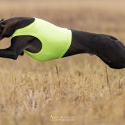 AWAMORI Ballada o Wędrowaniu