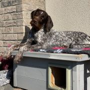 ANUBI Gosia's Valley FCI